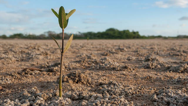 Kleine plant